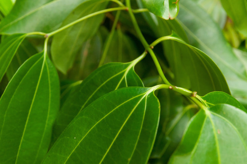 Cultivé